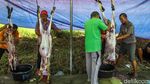 Tradisi Kurban Satukan Warga di Hari Raya Idul adha