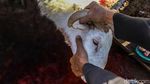 Tradisi Kurban Satukan Warga di Hari Raya Idul adha
