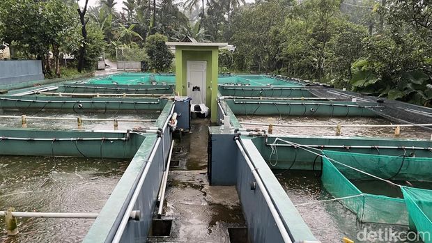 Usaha Budidaya Ikan yang Dikelola Ruskandar di Bogor
