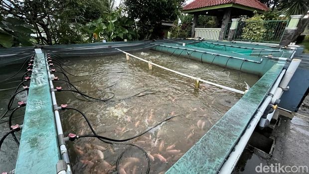 Usaha Budidaya Ikan yang Dikelola Ruskandar di Bogor