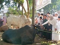 Sapi Simental Milik Ratu Dewa Jadi Daya Tarik Warga Palembang