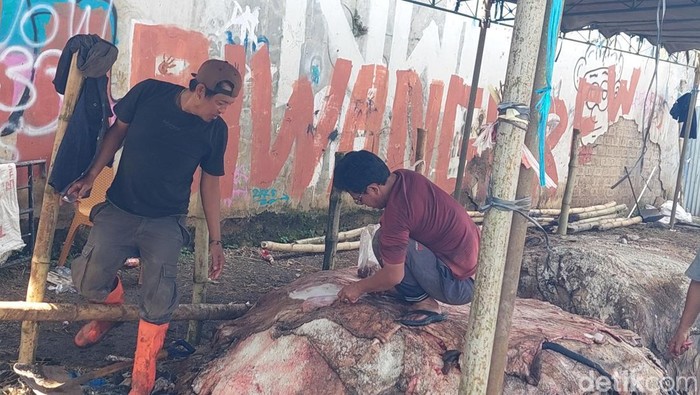 2 Pekerja sedang menumpuk kulit sapi yang dibeli dari panitia kurban di KBB