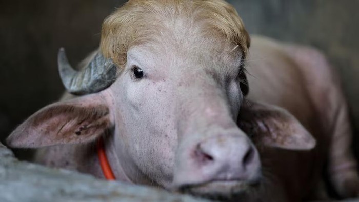 Seekor kerbau albino yang dikorbankan dan diberi nama sesuai dengan Presiden AS Donald Trump, yang belakangan ini viral. (Reuters: Mohammad Ponir Hossain)