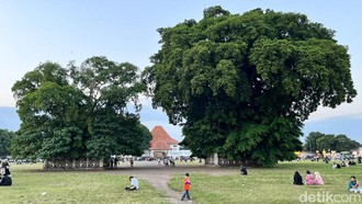 Mitos di Alun-alun Kidul, Lewati Pohon Beringin Maka Keinginan Akan Berhasil