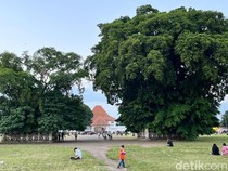 Mitos di Alun-alun Kidul, Lewati Pohon Beringin Maka Keinginan Akan Berhasil