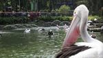 Cuti Bersama Idul Adha, Pengunjung Padati Taman Margasatwa Ragunan