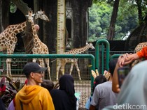 Cuti Bersama Idul Adha, Pengunjung Padati Taman Margasatwa Ragunan