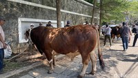 Di tahun ini, Dewi Perssik, memang kembali membeli sapi jumbo untuk kurban. Masing-masing sapi memiliki bobot 1,3 ton.  Foto: Pingkan/detikHOT