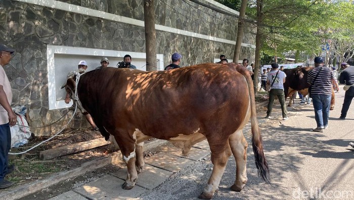 Sapi Jumbo Punya Dewi Perssik untuk Kurban Tahun Ini