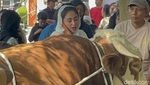 Sapi Jumbo Punya Dewi Perssik untuk Kurban Tahun Ini