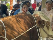 Sapi Jumbo Punya Dewi Perssik untuk Kurban Tahun Ini
