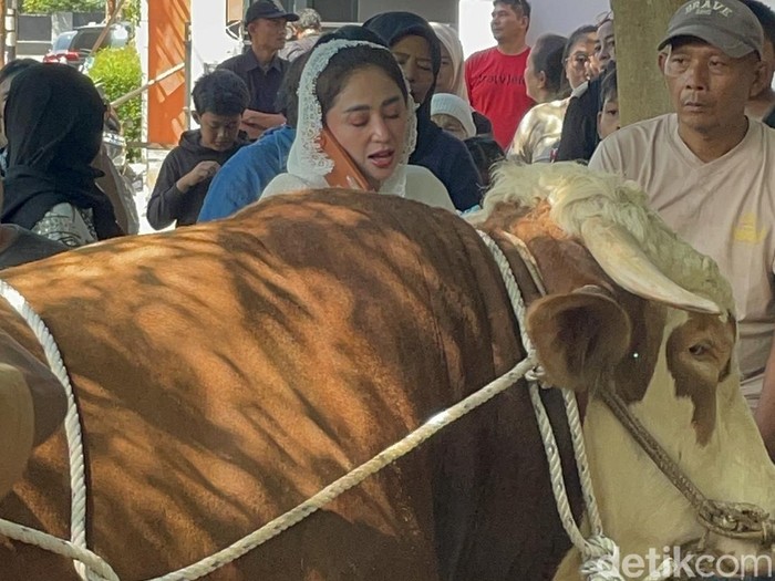 Sapi Jumbo Punya Dewi Perssik untuk Kurban Tahun Ini