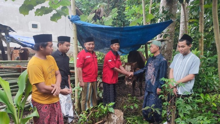 DPD PDI Perjuangan Jatim melalaui DPC PDI Perjuangan Banyuwangi menyerahkan sapi kurban