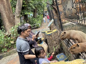 KBS Punya Event Back to Zoo Sambut Pengunjung Saat Libur Sekolah