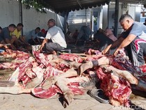 Masjid Al-Amin Weri Sembelih Sapi Gubernur NTT, Bagikan 800 Kantong Daging