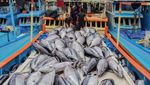 Musim Tuna Datang, Tangkapan Nelayan Sendang Biru Melimpah