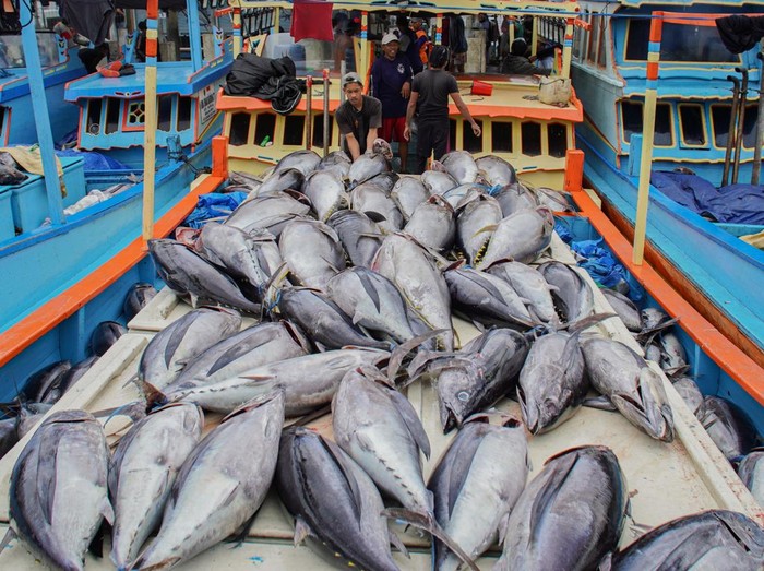 Pekerja menata ikan tuna hasil tangkapan nelayan di Tempat Pelelangan Ikan (TPI) Sendang Biru, Kabupaten Malang, Jawa Timur, Kamis (28/5/2026). Nelayan setempat saat ini mulai memasuki musim tangkap tuna yang umumnya berlangsung pada Mei hingga September seiring datangnya musim timur yang menjadi periode melimpahnya hasil tangkapan tuna, dengan harga jual di tingkat nelayan berkisar Rp30 ribu hingga Rp35 ribu per kilogram. ANTARA FOTO/Irfan Sumanjaya/YU