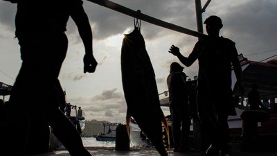 Musim Tuna Datang, Tangkapan Nelayan Sendang Biru Melimpah