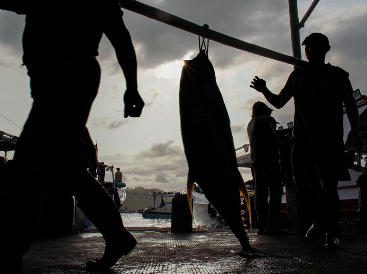 Musim Tuna Datang, Tangkapan Nelayan Sendang Biru Melimpah