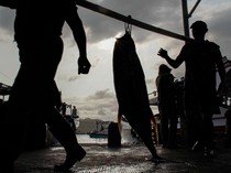 Musim Tuna Datang, Tangkapan Nelayan Sendang Biru Melimpah