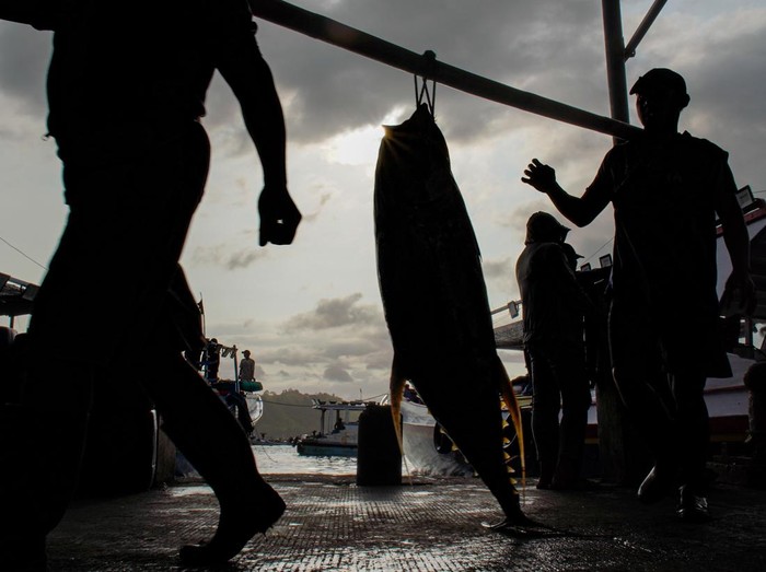 Pekerja menata ikan tuna hasil tangkapan nelayan di Tempat Pelelangan Ikan (TPI) Sendang Biru, Kabupaten Malang, Jawa Timur, Kamis (28/5/2026). Nelayan setempat saat ini mulai memasuki musim tangkap tuna yang umumnya berlangsung pada Mei hingga September seiring datangnya musim timur yang menjadi periode melimpahnya hasil tangkapan tuna, dengan harga jual di tingkat nelayan berkisar Rp30 ribu hingga Rp35 ribu per kilogram. ANTARA FOTO/Irfan Sumanjaya/YU