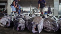 Musim tuna menjadi momentum penting bagi perekonomian masyarakat pesisir Sendang Biru. Tidak hanya nelayan, aktivitas tersebut juga menggerakkan sektor lain seperti jasa pengangkutan, perdagangan ikan, hingga usaha pengolahan hasil laut di sekitar pelabuhan. ANTARA FOTO/Irfan Sumanjaya