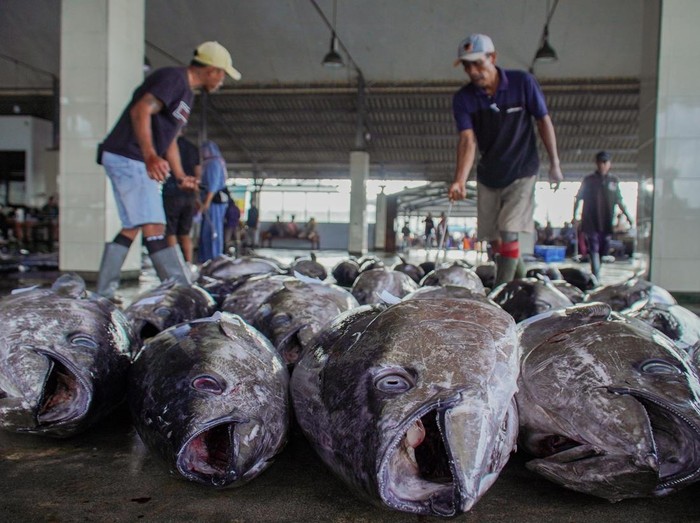 Pekerja menata ikan tuna hasil tangkapan nelayan di Tempat Pelelangan Ikan (TPI) Sendang Biru, Kabupaten Malang, Jawa Timur, Kamis (28/5/2026). Nelayan setempat saat ini mulai memasuki musim tangkap tuna yang umumnya berlangsung pada Mei hingga September seiring datangnya musim timur yang menjadi periode melimpahnya hasil tangkapan tuna, dengan harga jual di tingkat nelayan berkisar Rp30 ribu hingga Rp35 ribu per kilogram. ANTARA FOTO/Irfan Sumanjaya/YU
