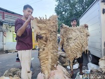 Berkah Idul Adha untuk Pengusaha Kulit Hewan di Lumajang
