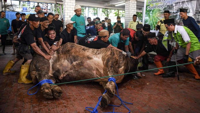 Petugas mengingkat sapi kurban Presiden Prabowo Subianto (kanan) dan Wakil Presiden Gibran Rakabuming Raka (kiri) untuk disembelih di Masjid Istiqlal, Jakarta, Kamis (28/5/2026). Pada Hari Raya Idul Adha 1447 H/2026, panitia kurban Masjid Istiqlal menyembelih 78 hewan kurban di antaranya 65 sapi dan 13 kambing), termasuk sapi milik Presiden Prabowo Subianto seberat 1,3 ton dan sapi milik Wakil Presiden Gibran Rakabuming Raka 1,2 ton yang selanjutnya didistribusikan secara tertutup ke pondok pesantren, panti asuhan, dan masjid binaan untuk mencegah kerumunan. ANTARA FOTO/Muhammad Adimaja/YU
