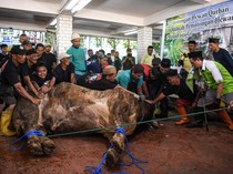 Sapi Kurban Prabowo dan Gibran Dipotong di Istiqlal