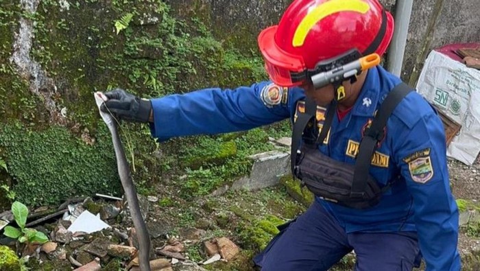 Petugas Damkar Ciamis mengevakuasi ular kobra Jawa yang nyaris mematuk warga.