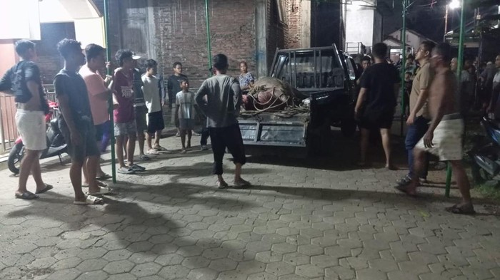 Petugas polisi bersama warga saat mengevakuasi hewan kerbau yang lepas di Kudus, Rabu (27/5/2026) malam.