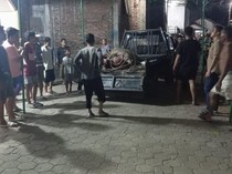 Geger Kerbau Kurban di Kudus Lepas Seruduk 2 Pemotor