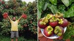 Pilih Jadi Petani Buah, Eks Pekerja IT Ini Raup Cuan Rp 1 M Setahun!