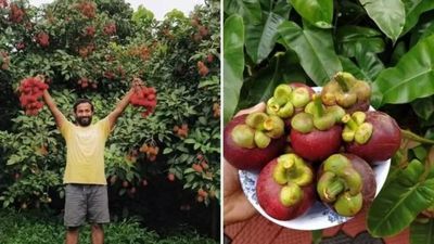 Pilih Jadi Petani Buah, Eks Pekerja IT Ini Raup Cuan Rp 1 M Setahun!