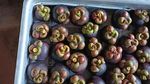 Pilih Jadi Petani Buah, Eks Pekerja IT Ini Raup Cuan Rp 1 M Setahun!