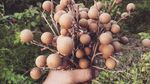 Pilih Jadi Petani Buah, Eks Pekerja IT Ini Raup Cuan Rp 1 M Setahun!