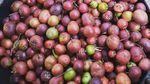 Pilih Jadi Petani Buah, Eks Pekerja IT Ini Raup Cuan Rp 1 M Setahun!