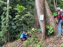 Hutan Tritik Nganjuk Punya Harta Karun Kemenyan Putih, Umurnya 150 Tahun