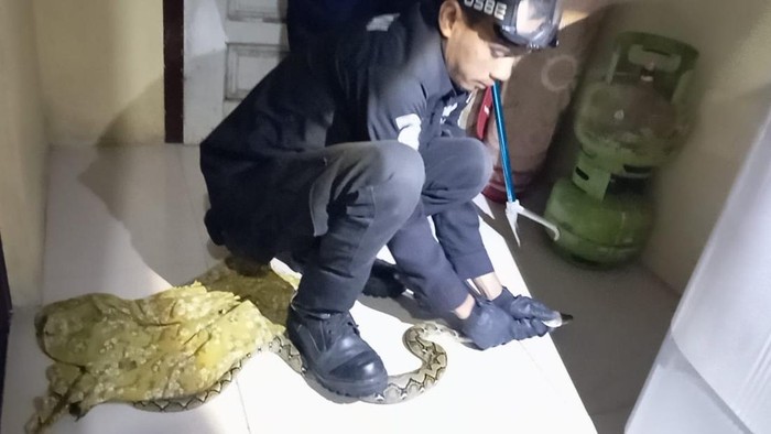 Proses evakuasi anak Sanca 1 meter yang bersembunyi di bawah mesin cuci rumah warga Kuningan