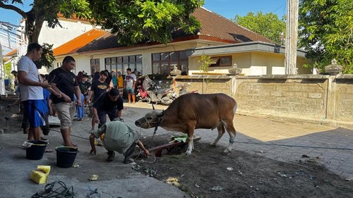 Proses penyembelihan hewan kurban di Kampung Bugis, Kelurahan Serangan, Denpasar. (dok. PT BTID)