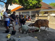 Kura Kura Bali Salurkan Hewan Kurban di Kampung Bugis Serangan