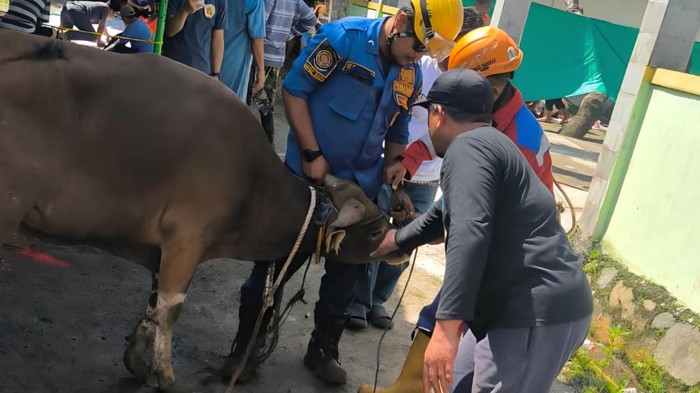 Sapi kurban kabur di Babakan Madang Bogor