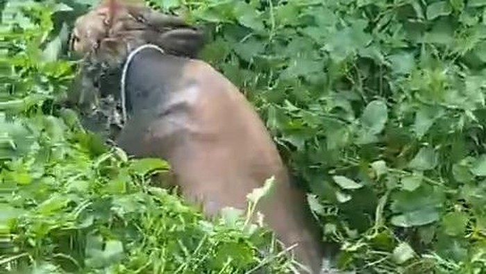 Sapi kurban di Polman terjebak di rawa usai kabur.