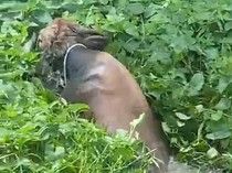 Video Sapi Kurban Kabur saat Hendak Disembelih, Berakhir Terjebak di Rawa
