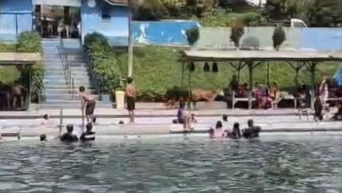 Sapi kurban kabur ke kolam renang di Dairi