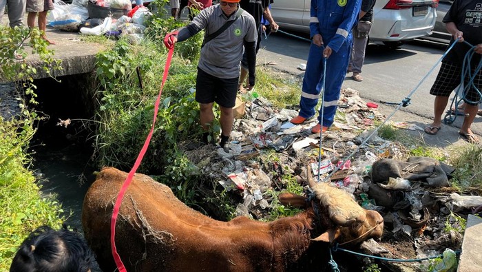 Sapi kurban lepas hingga nyemplung ke selokan di Jalan Kyai Mojo, Mojolaban, Kabupaten Sukoharjo, Kamis (28/5/2026).