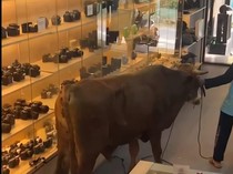 Sapi Kurban Lepas Masuk Toko Kamera di Bogor, Pegawai dan Pembeli Panik