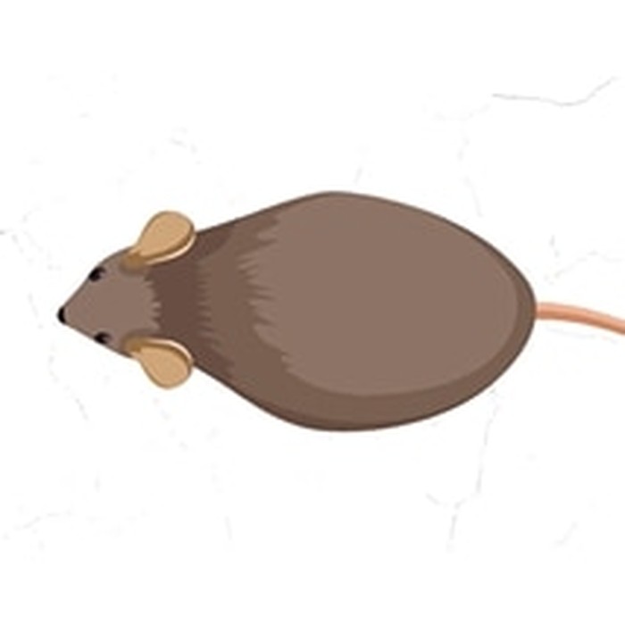 Visualisasi Wabah Tikus yang Menyerang Beberapa Daerah Australia