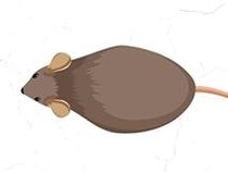 Visualisasi Wabah Tikus yang Menyerang Beberapa Daerah Australia